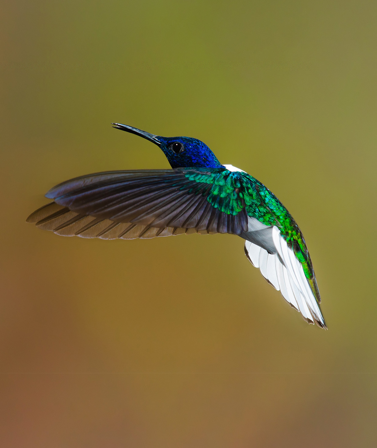 ECSA - Colibri flying in front of green background